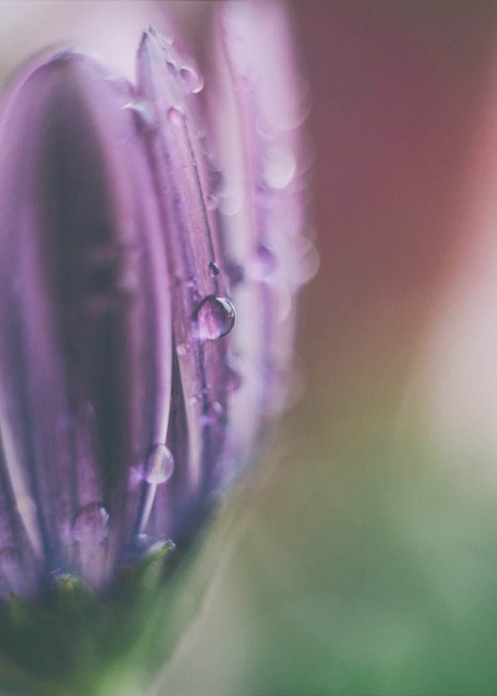 Plakat - Purple Flowers 04 - Admen.dk