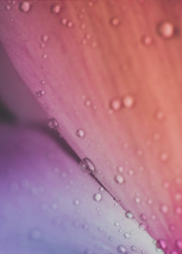 Plakat - Pink Flowers 06 - Admen.dk