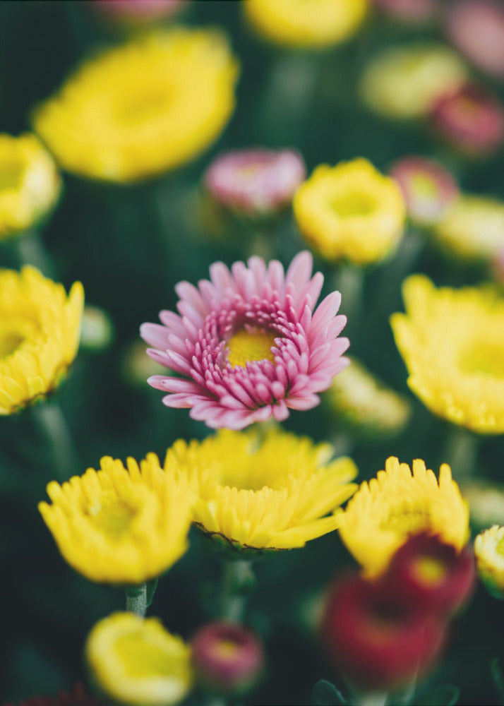 Plakat - Summer Flowers 4 - Admen.dk