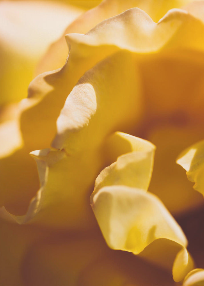 Plakat - Summer Flowers 19 - Admen.dk