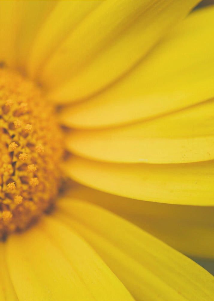 Plakat - Summer Flowers 42 - Admen.dk