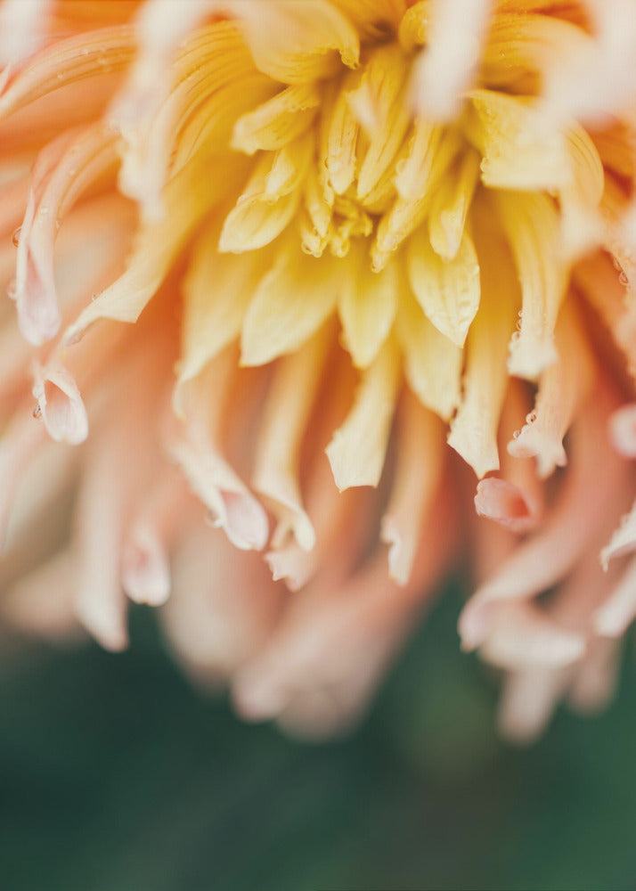Plakat - Summer Flowers 46 - Admen.dk