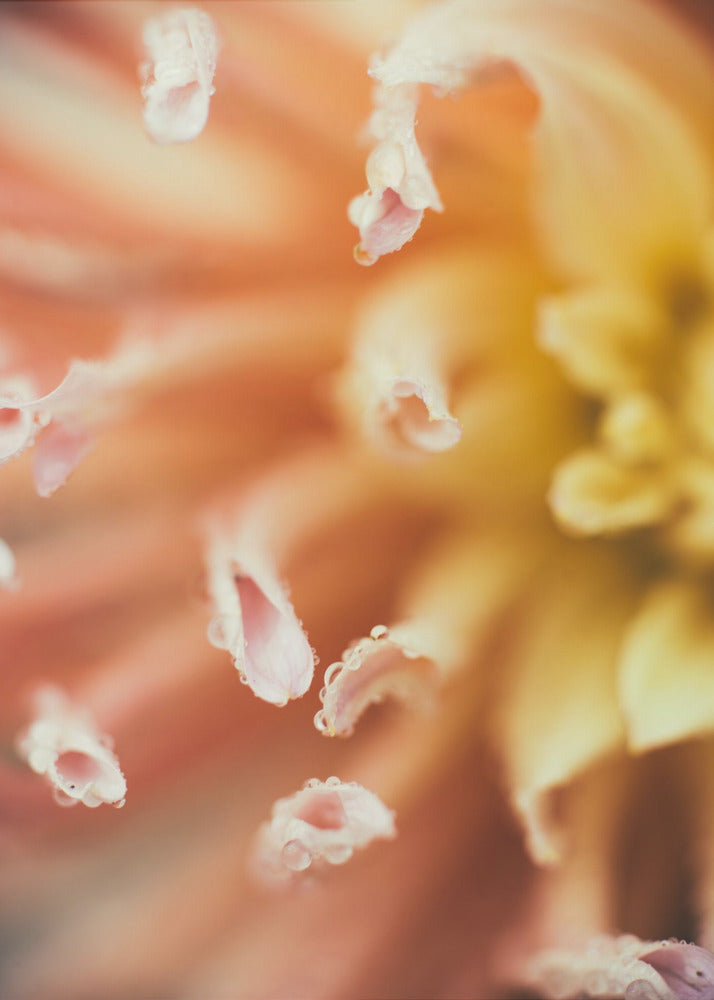 Plakat - Summer Flowers 51 - Admen.dk