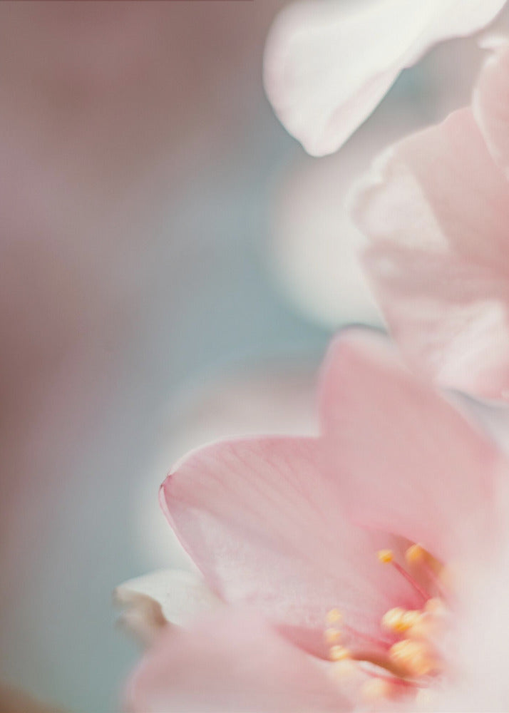 Plakat - Summer Flowers 85 - Admen.dk