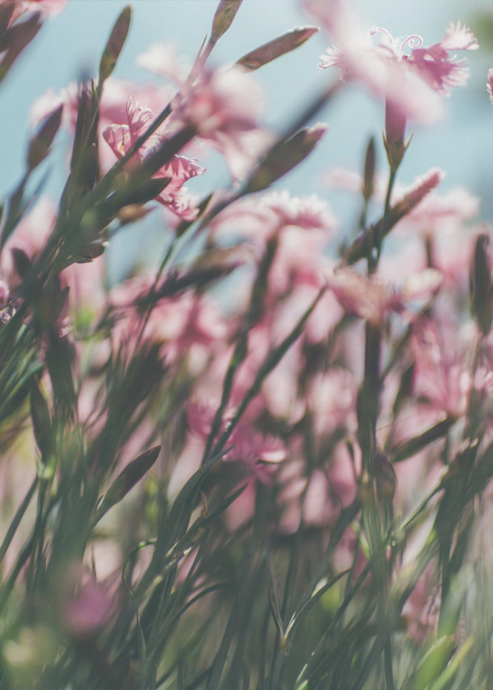 Plakat - Summer Flowers 94 - Admen.dk