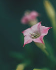Plakat - Summer Flowers 105 - Admen.dk