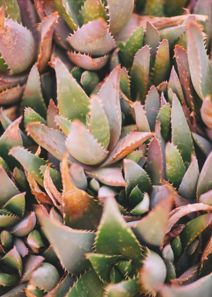 Plakat - Green Plants 2 - Admen.dk